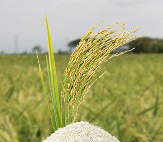 WEB CATEGORY RICE